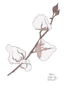 Cotton