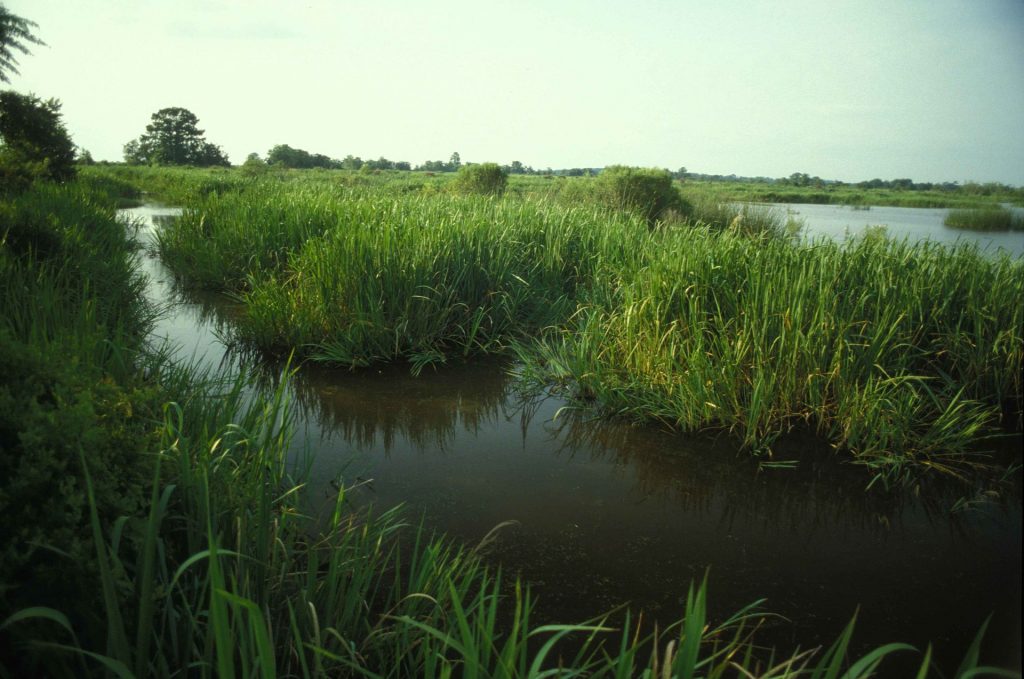 A an image of vibrant green wetlands.