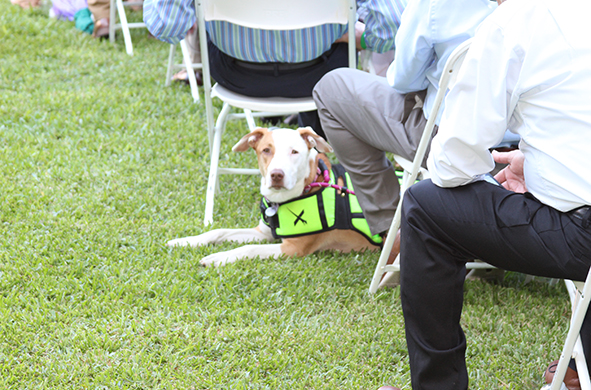 A service dog sits in the grass at Spring 2022 graduation.