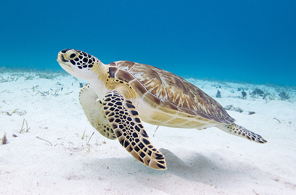 A sea turtle is swimming through bright blue water over white sand.