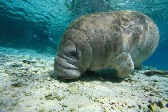 A manatee swims in clear blue water in Crystal River, Florida.