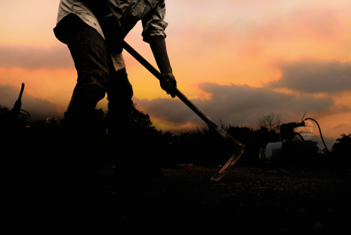 A farm worker silhouetted at twilight