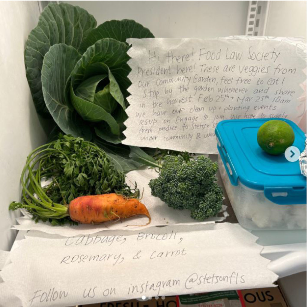 A refrigerator featuring cabbage and other vegetables grown in the Stetson Law garden