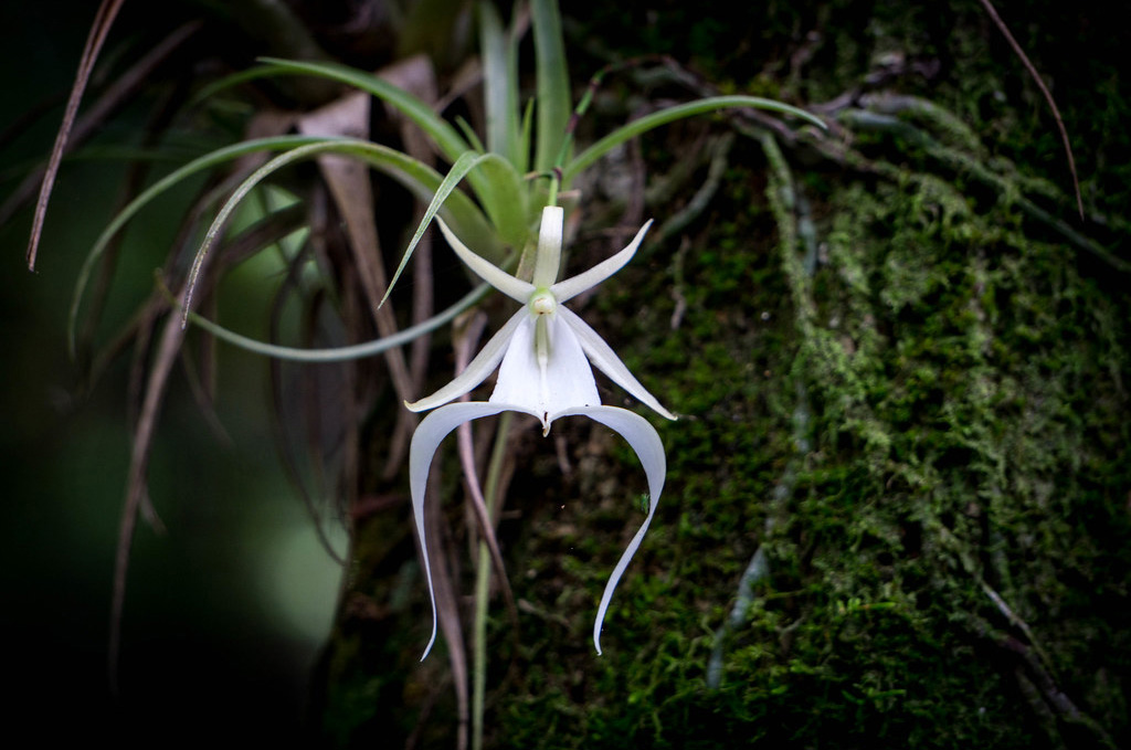 A photo of a delicate white flower growing in a dense natural area.