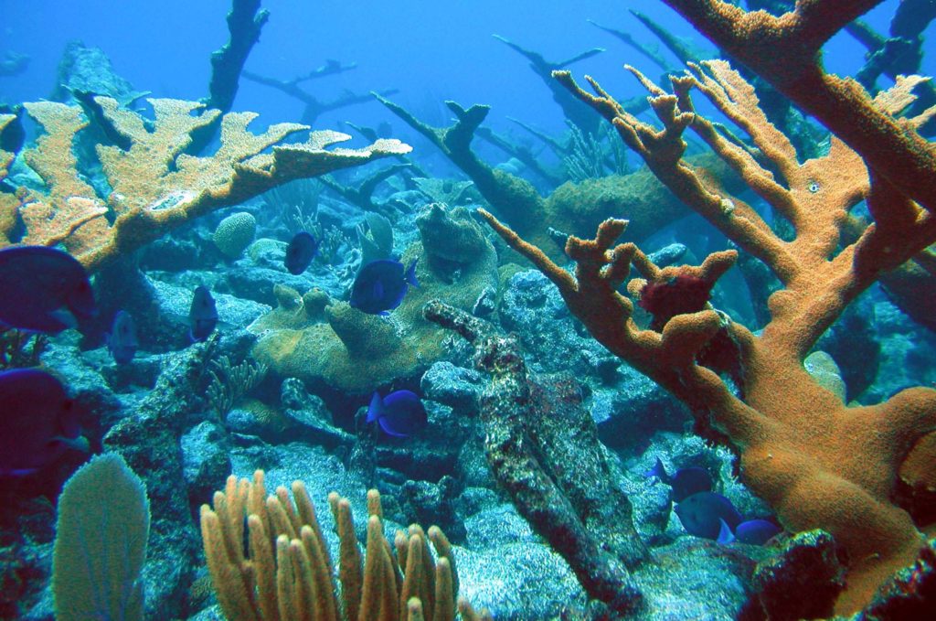 A vibrant underwater landscape featuring elkhorn coral, blue fish, and other reef-dwelling organisms.