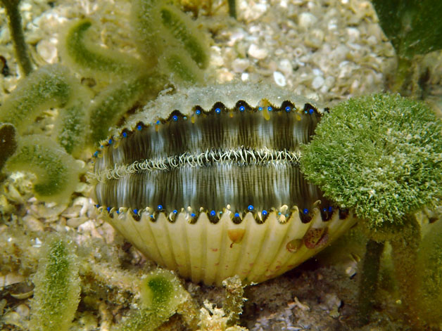 A photo of a live bay scallop with its shell slightly opened. It is surrounded by tendrils of seagrass and sand.