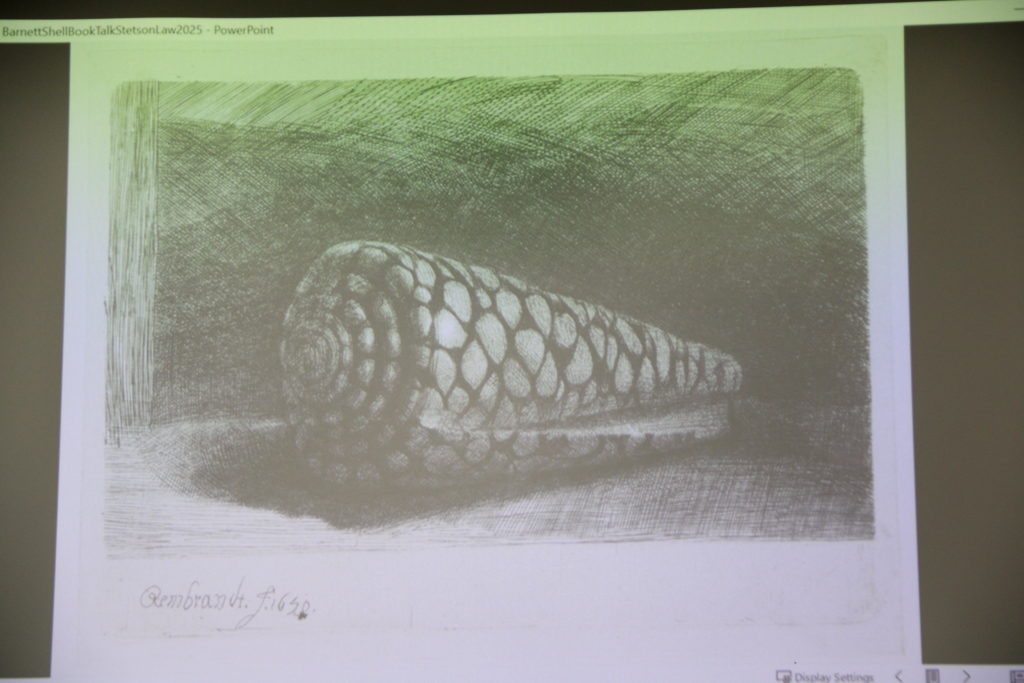 A photo of The Shell, also known as Rembrandt's Shell or Conus Marmoreus.
