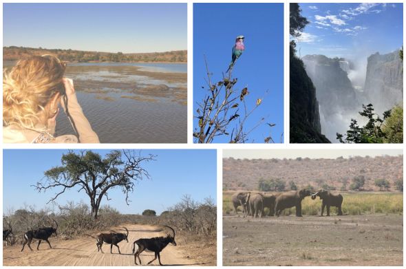 A collage of photos from a wildlife-spotting trip in Zimbabwe in July of 2025.