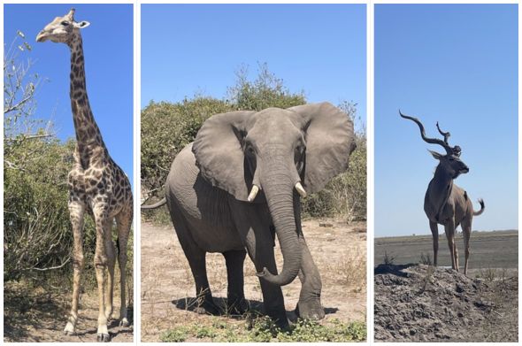 A collage featuring a giraffe, an elephant, and an impala, all spotted during an adventure in Zimbabwe.