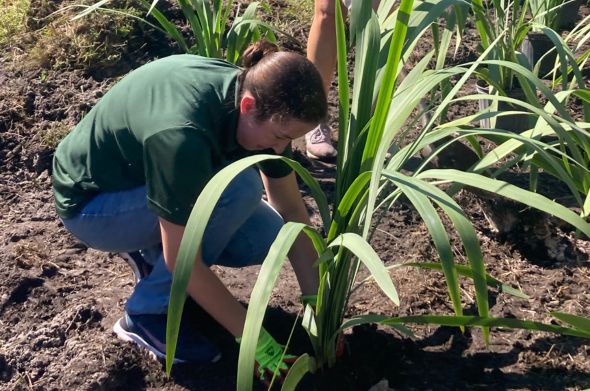 A person wearing a green polo shit and jeans is partially kneeling as they place a plant into soil