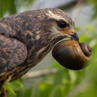 A close-up of a bird of prey with brown feathers against a green backdrop. The bird, an Everglade snail kite, holds a large snail in its beak.