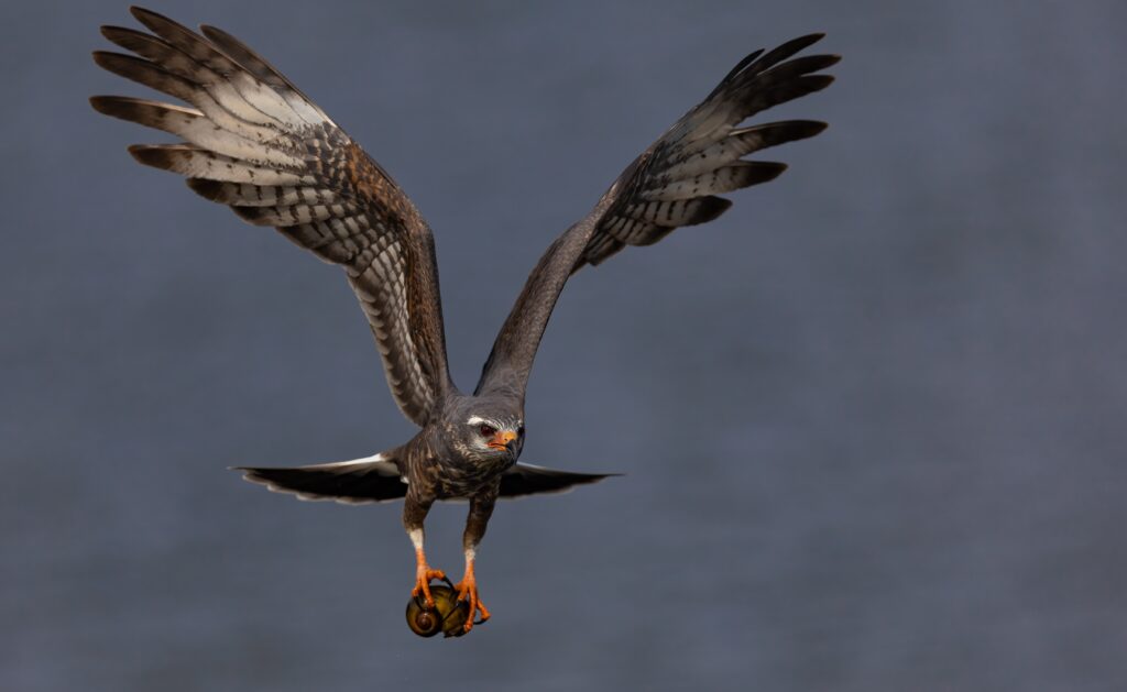 A large bird of prey with brown and white wings spreads its wings in mid-flight. The bird carries a large, apple-shaped snail snail in its beak.