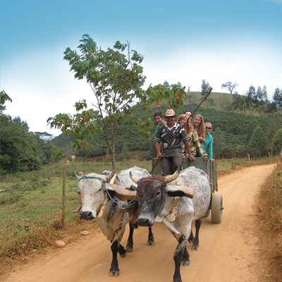 Dr. William Nylen, Political Science professor and chair, rides through Brazil with students on an ox cart.