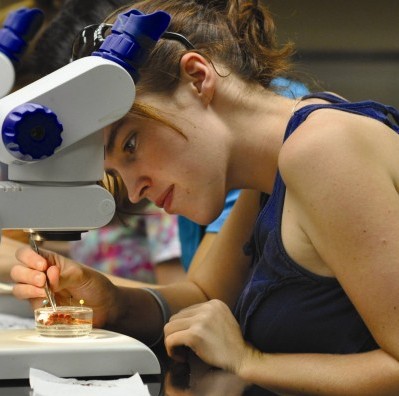 Jessica Larrabee uses a dissecting microscope to manipulate a crayfish tail.