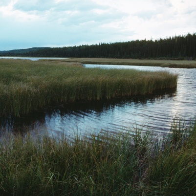 wetlands in the Everglades