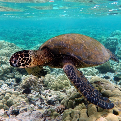Green turtle swimming over coral reefs in Kona, Hawaii. Photo courtesy Wikimedia Commons