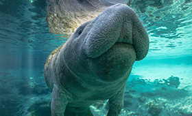 Manatee_BlueSprings