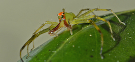 Spiders in the Gillespie Museum!