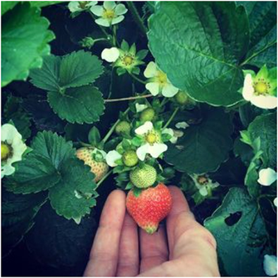 StrawberryHand_400px[2]