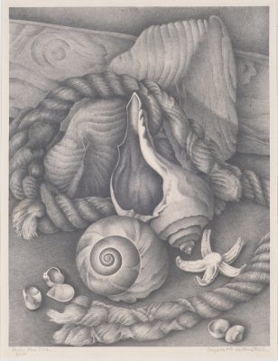 artwork of seashells
