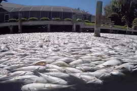 Fish kill in Indian River Lagoon