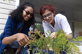Stetson students Alissa Pagano, left, and Lex Rasdal check on the carrots in the hydroponic garden tended by members of the Sustaining Green Living house.