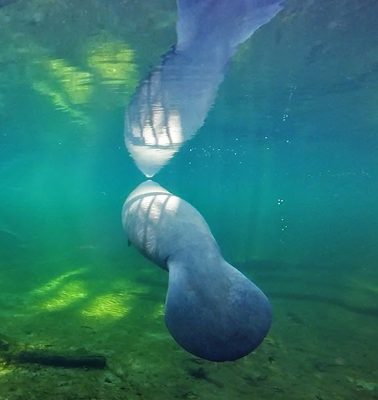 Manatee in Blue Spring State Park