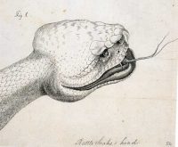 sketch of rattlesnake head