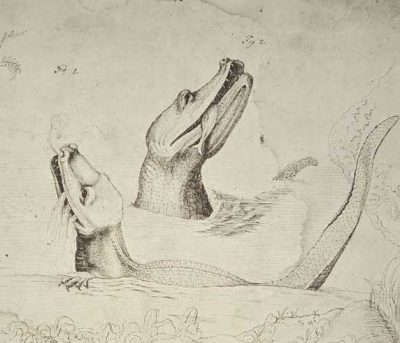 sketch of two alligators