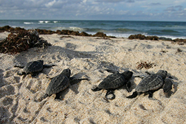 four baby hatchlings head to the ocean