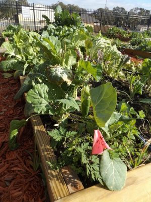 A bed in the community garden is overflowing with leafy greens and other produce.