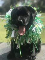 Black lab puppy in a green and white confetti collar