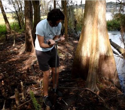 Student collects a core sample in the woods.