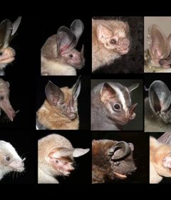 screenshot from webinar of various bat species