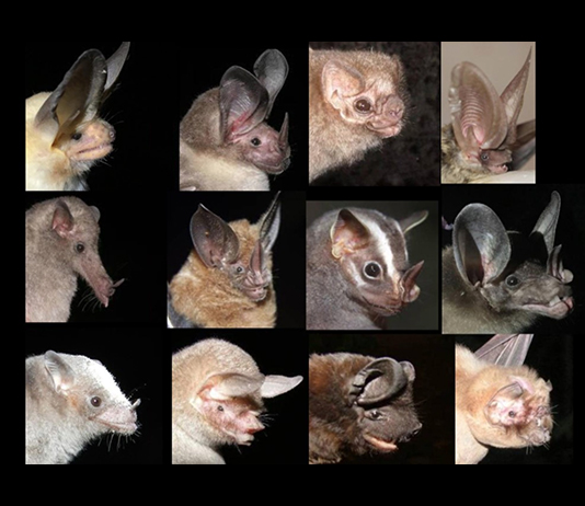 screenshot from webinar of various bat species