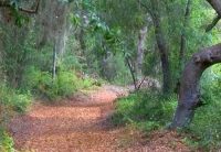 A cycling trail over a path through the forest
