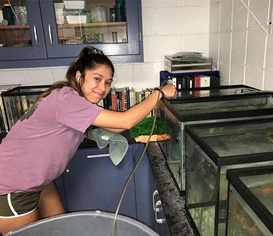 The student fills up fish tanks with water.