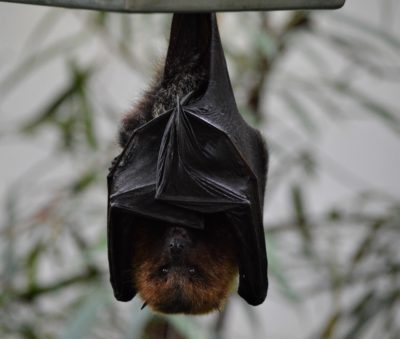 Coronaviruses thrive in bats and have spilled over to humans