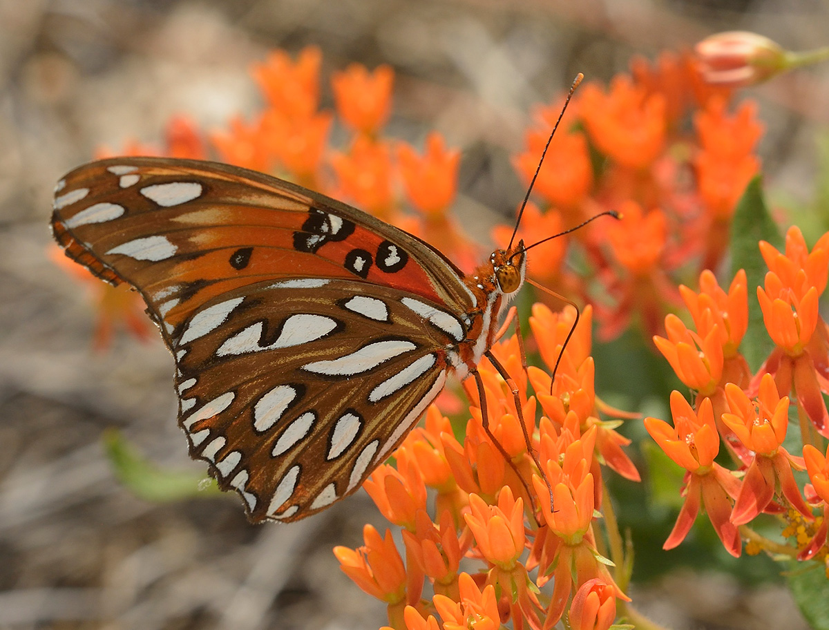 A butterfly rests on a flower