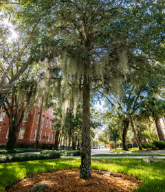 A scenic shot on the DeLand campus with plenty of trees.