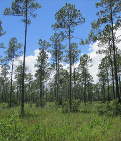 A scenic pine forest