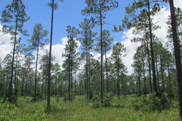 A scenic pine forest