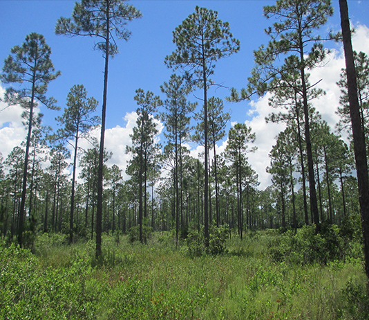 A scenic pine forest