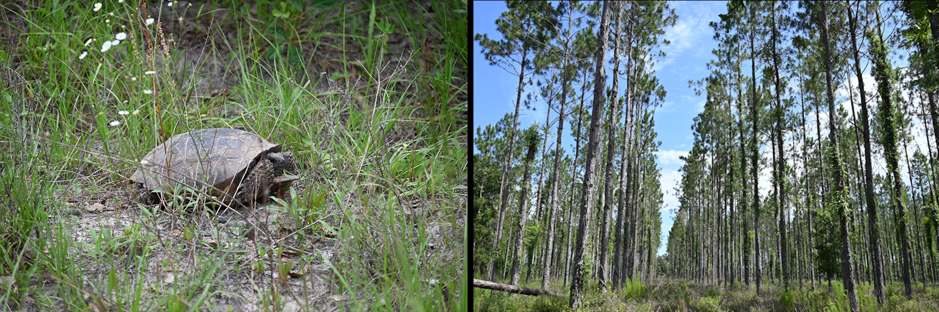 Two photos: one of a turtle in the woods and one of a pine tree forest.