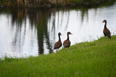 Ducks walk beside a waterway