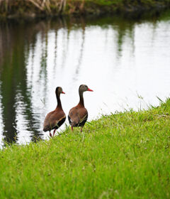 ducks walk beside a waterway.