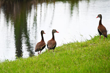 ducks walk beside a waterway.