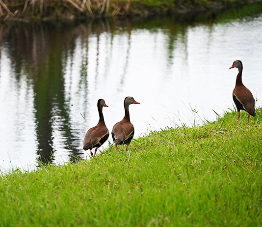 ducks walk beside a waterway.