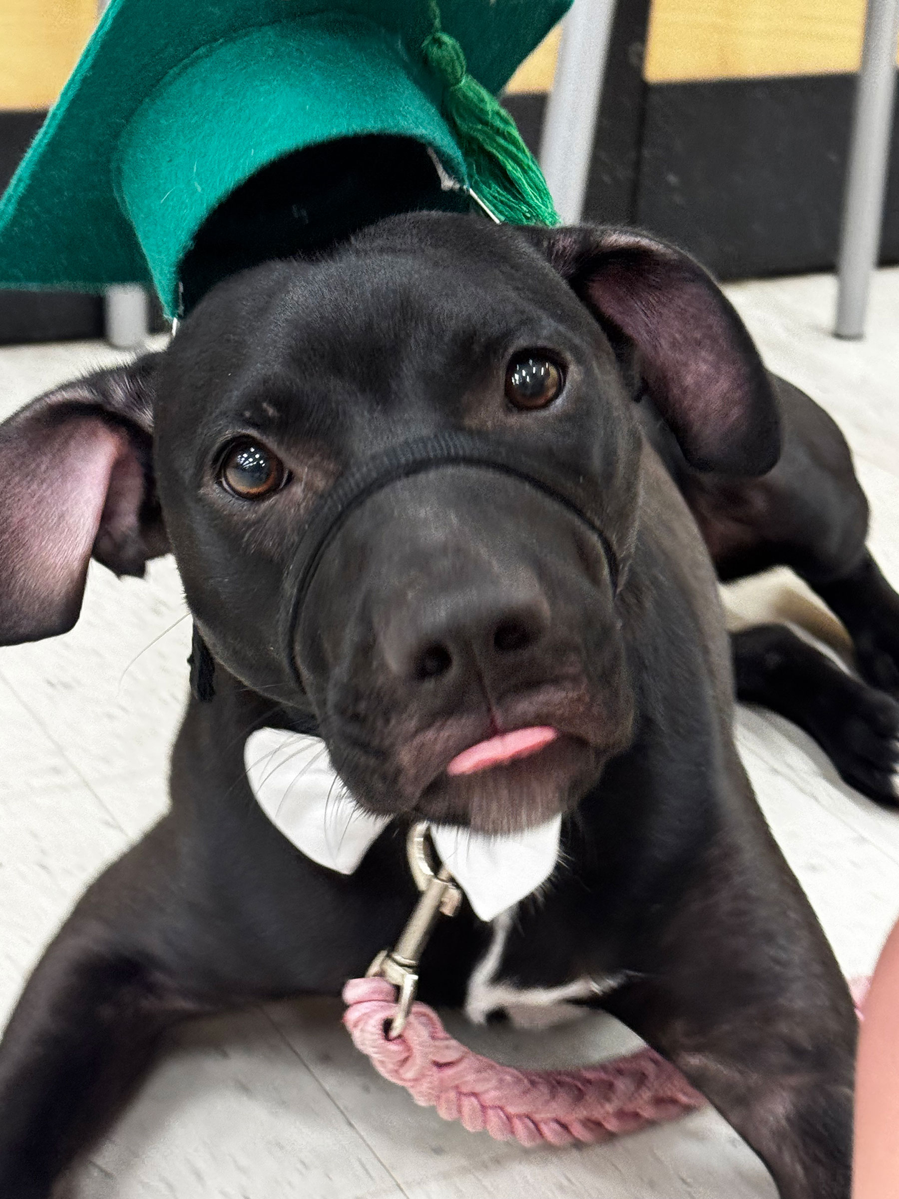 Black Lab mix Ryder wearing a green graduation cap