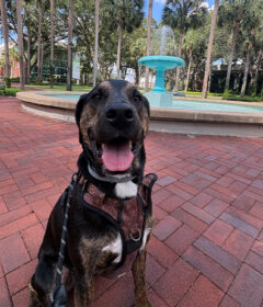 Plott Hound mix Snoop cheesing in front of Holler Fountain